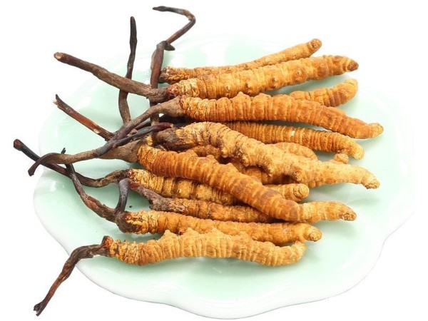 冬蟲夏草對(duì)癌癥患者的作用有哪些？