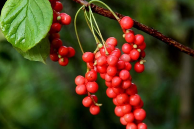 五味子：千年古方的健康寶藏，滋養(yǎng)身心，護航健康！