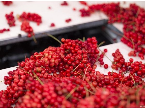 關(guān)于五味子的故事