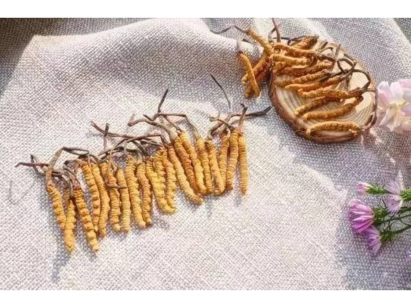 吃冬蟲夏草，精神好，能提高免疫力