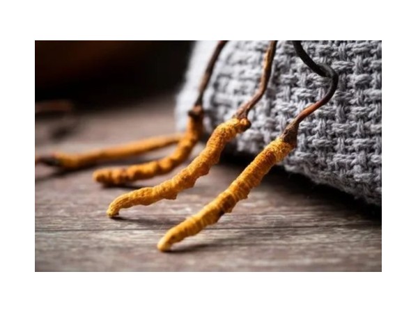 吃冬蟲夏草的時候要禁忌什么