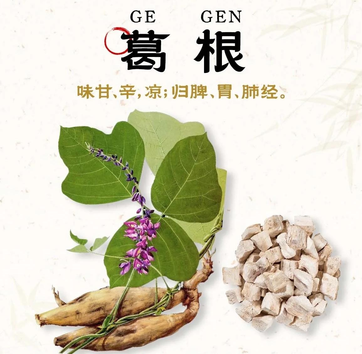 葛根：藏在千年草藥里的“護(hù)肝密碼”