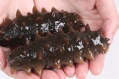 海參：營養(yǎng)價(jià)值豐富的海洋珍品