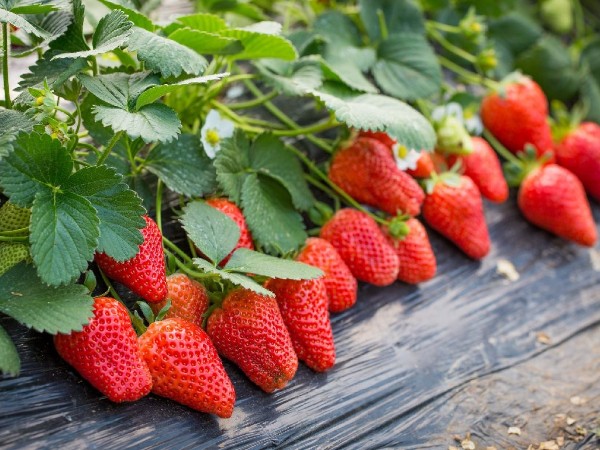 女性不想衰老，就應(yīng)該多吃這幾種食物