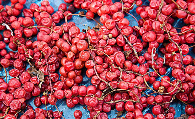 五味子：東方小紅果，五臟調(diào)和之寶