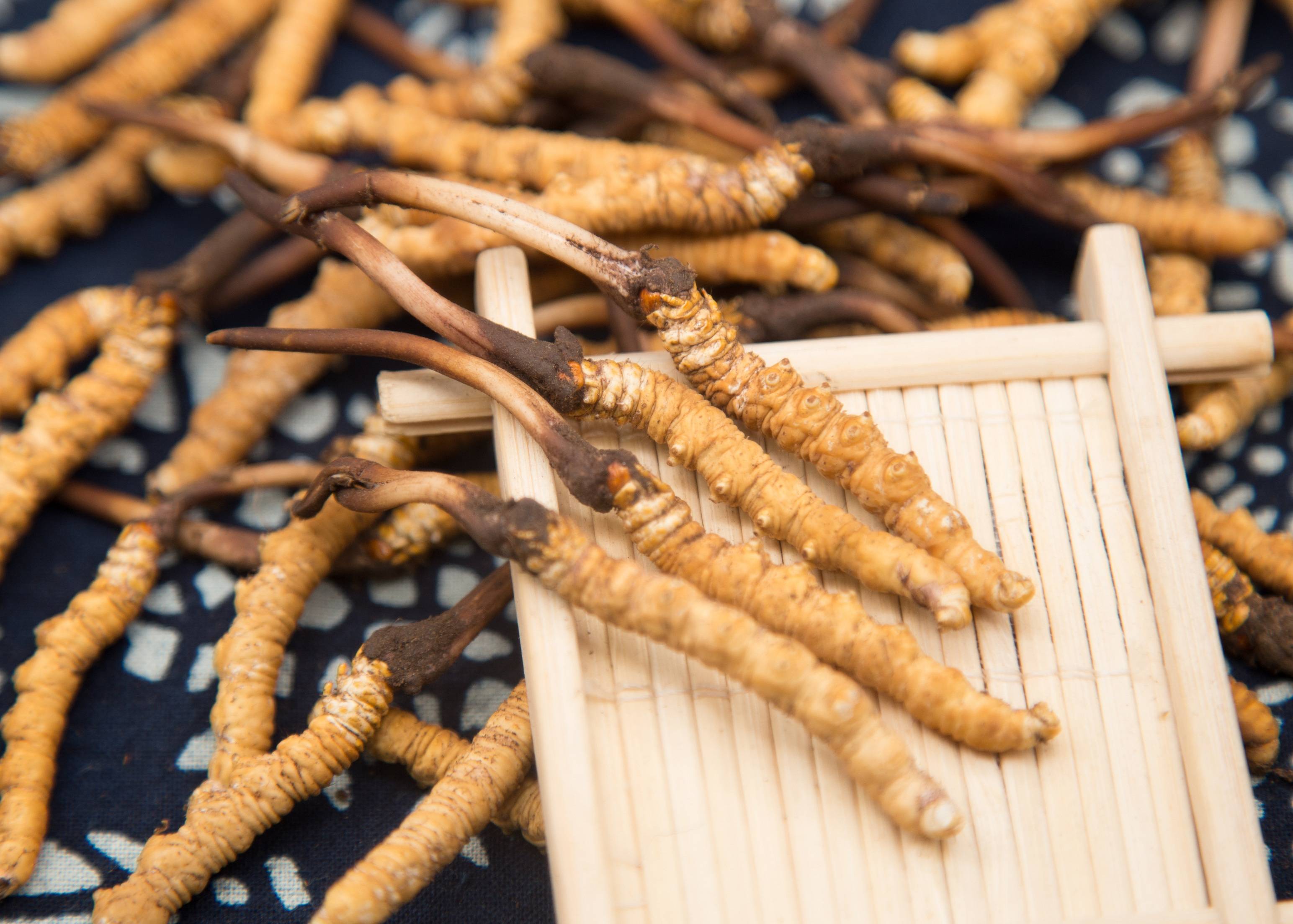 什么人群適合吃蟲草？