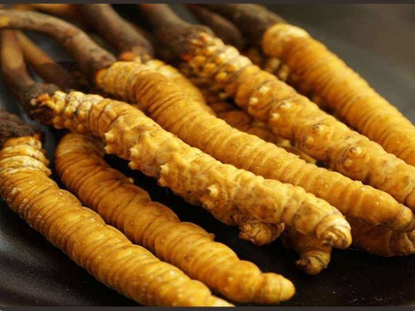 冬蟲(chóng)夏草不適合濕熱體質(zhì)的人