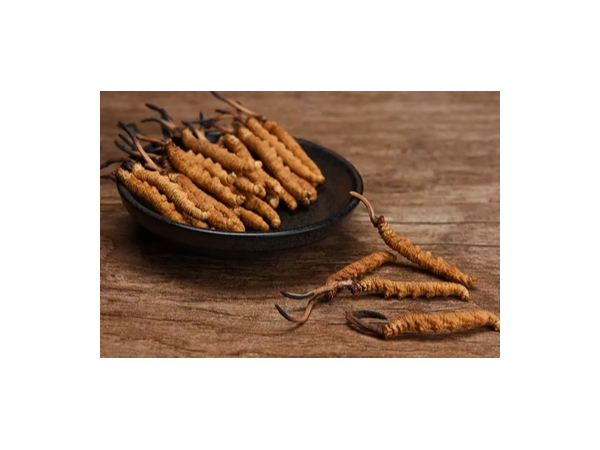 從冬蟲夏草中分離得到的蝙蝠蛾擬青霉是什么？