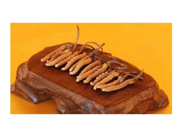 為什么冬蟲夏草是提高免疫力的王者？