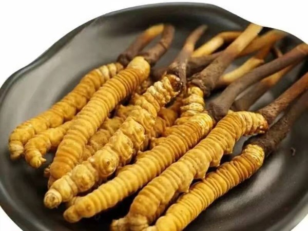 冬蟲(chóng)夏草的適宜人群及禁忌