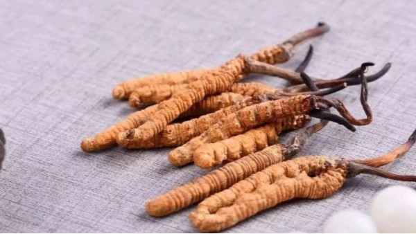 冬蟲夏草菌絲體養(yǎng)肺護(hù)肺，保護(hù)我們?nèi)梭w的第一道防線