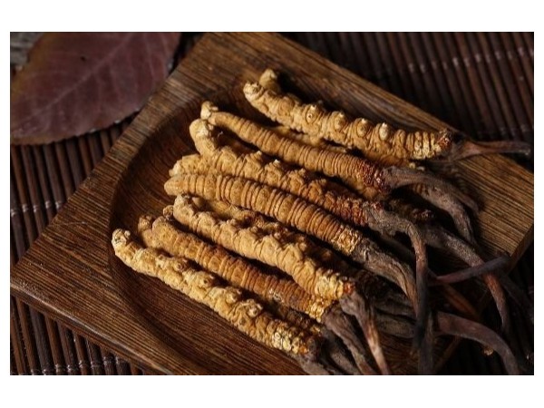 蝙蝠蛾擬青霉菌絲體的來(lái)源