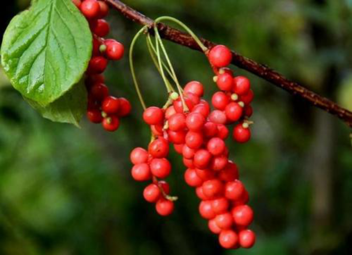 五味子、葛根等養(yǎng)肝成分，一年四季的養(yǎng)肝小能手！