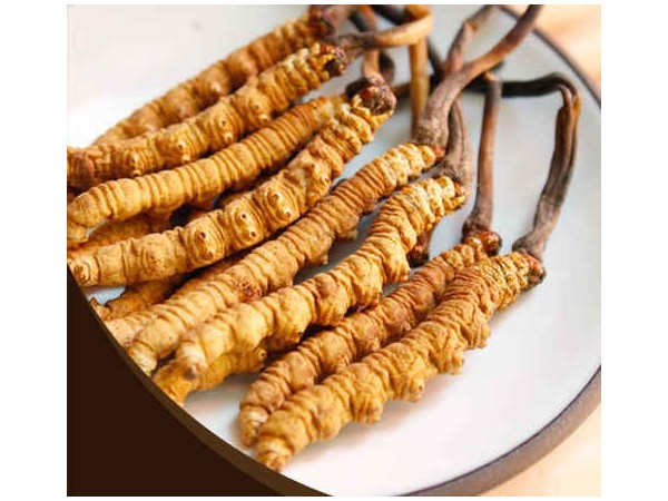 冬蟲夏草如何調(diào)節(jié)免疫力，對人體有什么作用