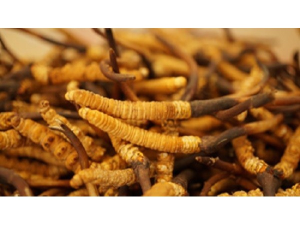 冬蟲夏草不能和什么一起吃？