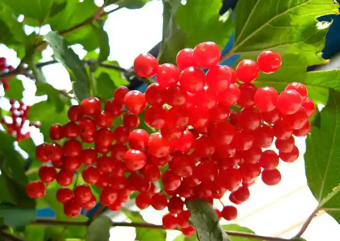 五味子：小小漿果，養(yǎng)生瑰寶