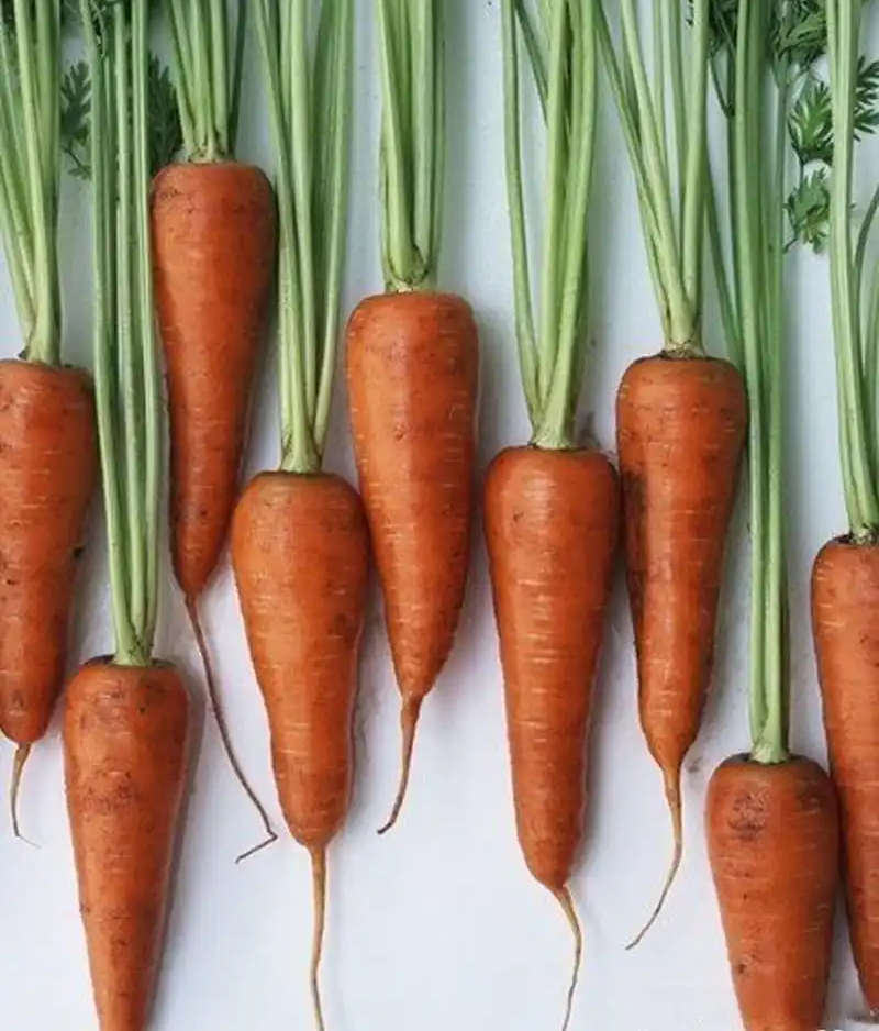 什么是自由基？與硒有什么關(guān)系？